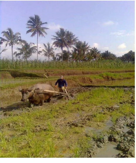 Gambar 6. Kegiatan pengolahan lahan setelah upacara mapag toyatradisional, (b) dengan traktor