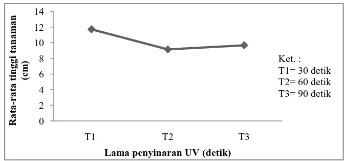 Gambar 4.2 Pengaruh lama penyinaran UV terhadap rata-rata tinggi terung     belanda                         