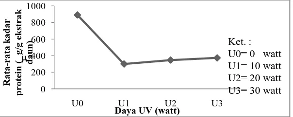 Gambar 4.4 Pengaruh daya UV terhadap rata-rata kadar protein daun terung           