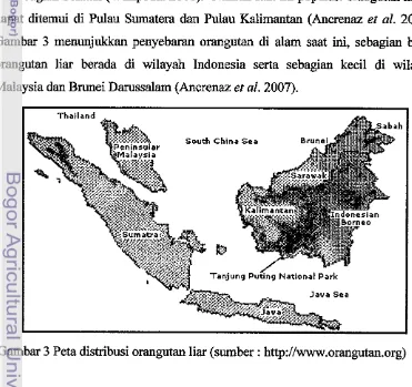 Gambar 3 menunjukkan penyebaran orangutan di dam saat ini, sebagian besar 