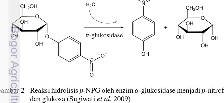 Gambar 2  Reaksi hidrolisis p-NPG oleh enzim α-glukosidase menjadi p-nitrofenol 