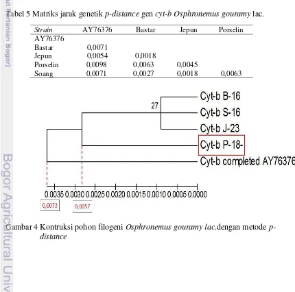 Tabel 5 Matriks jarak genetik p-distance gen cyt-b Osphronemus gouramy lac. 