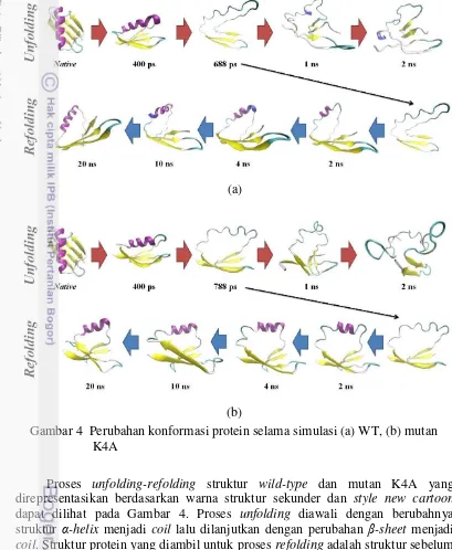 Gambar 4  Perubahan konformasi protein selama simulasi (a) WT, (b) mutan 
