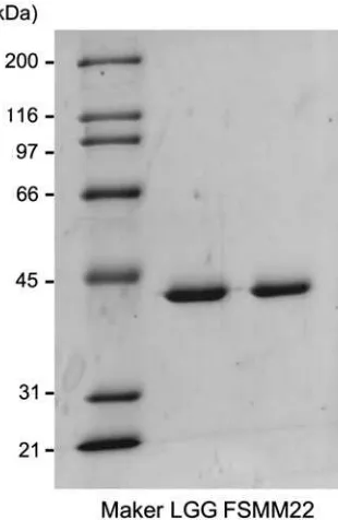 Fig. 1.Production and puriﬁcation of His6-MBF.Notes: Puriﬁed recombinant His6-MBFs from LGG and FSMM22were separated by SDS-PAGE and stained with Coomassie BrilliantBlue R-250