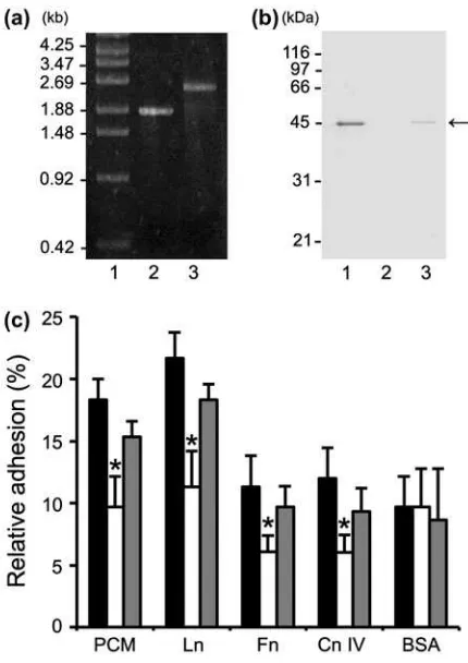 Fig. 5.Expression of MBF in LGG and 14 FSMM strains.