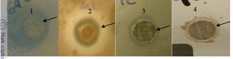 Gambar 2 Hasil uji antibakteri isolat kode G42 pada bakteri Staphylococcus aureus 