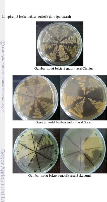 Gambar isolat bakteri endofit asal Garut 