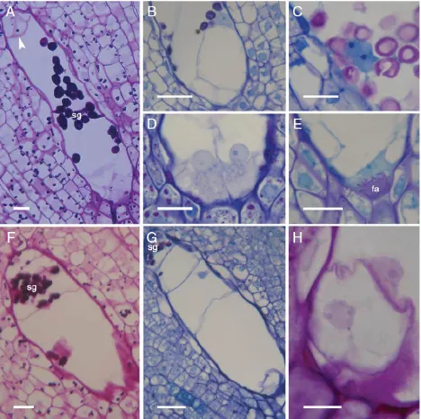 Gambar : perkembangan embryo dan endosperm seluler pada Annona cherimola