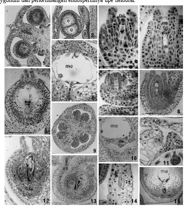 Gambar : Perkembangan endosperm type helobial pada Triteleia