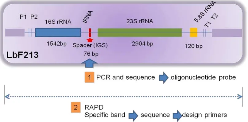 Gambar 2. Ilustrasi target gen sebagai strategi dalam pengembangan sistem deteksi molekuler Lactobacillus sp F213