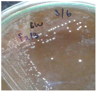 Gambar 4A. Morfologi koloni Lactobacillus sp F213 pada media MRS agar  
