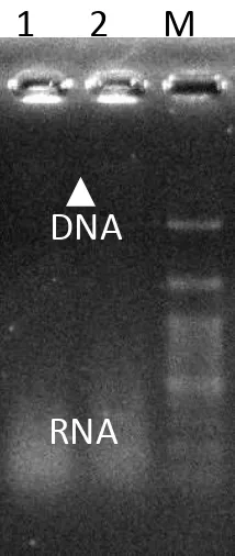 Gambar 5. Genomik DNA dari LactobacillusLactobacillusno 6.  M : DNA ladder (100 bp). Pita DNA genom (ditunjukkan dengan tanda panah, tidak begitu jelas pada foto gel), sementara RNA tampak seperti pada bagian bawah gel