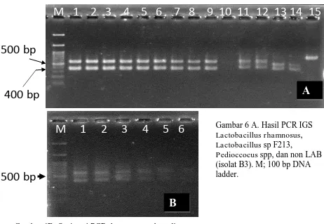 Gambar 6B. Optimasi PCR dengan termal gradient. Keterangan gambar 6B:M: 100 bp DNA ladder