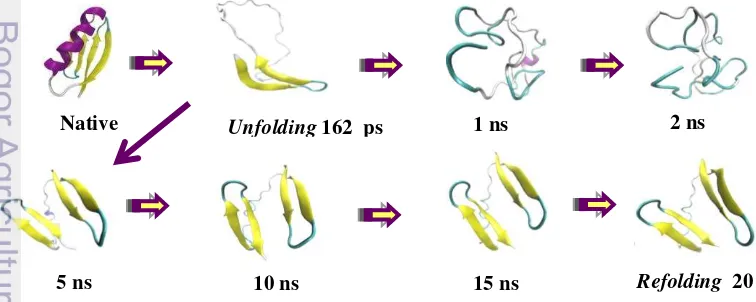 Gambar 3. Perubahan konformasi struktur sekunder selama simulasi Refolding ns unfolding