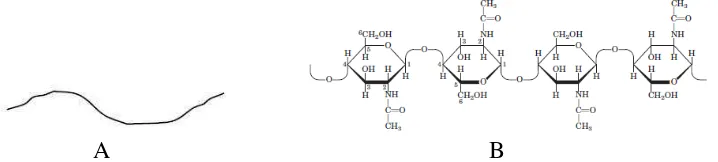 Gambar 1. Struktur polimer rantai lurus (A) (Stevano, 2013) dan struktur kitin               (B) (Nelson et al., 2004) 