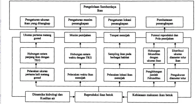 Gambar 1. Skema pendekatan masalah pengelolaan sumberdaya ikan betok (A. testudineus) 