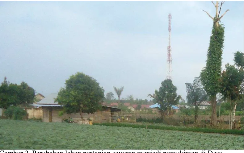 Gambar 2. Perubahan lahan pertanian sayuran menjadi pemukiman di Desa       Padang Cahya