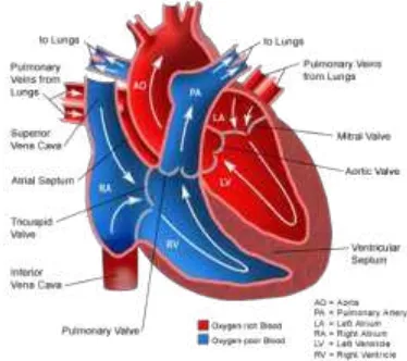 Gambar 5. Anatomi organ jantung 