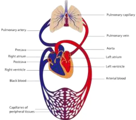 Gambar 6. Sistem sirkulasi darah 