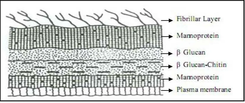 Gambar 9. Dinding sel Candida albicans28 