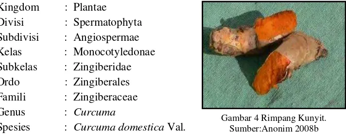 Gambar 4 Rimpang Kunyit. 