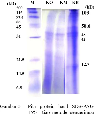 Tabel 2 Kadar protein ekstrak kasar L. 