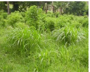 Gambar 2. Kebun 
