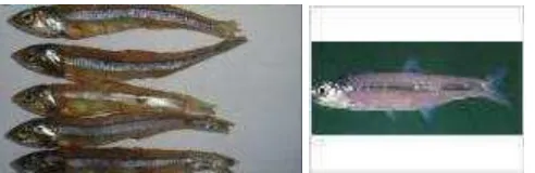 Gambar 2 . Ikan teri (Stolephorus commersonii) kering dan segar 