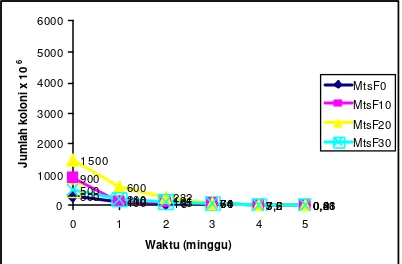 Gambar 6. Jumlah total koloni semua bakteri pada Mts tanpa introduksi X. campestris pv