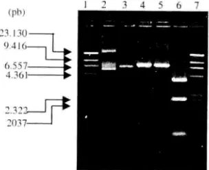 Gambar 7.pRS3I4-PDII/!Ipal:1.7: DNAHashanalisis resrriksi plasmid rukombinan pRS3l4-pdii