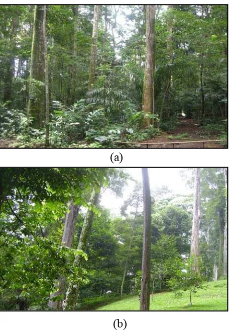 Gambar 4. (a) Hutan Litbang CIFOR di wilayah Kecamatan Bogor Barat. 