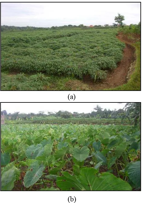 Gambar 5. (a) Ladang Singkong di Cimahpar-Bogor Utara. 
