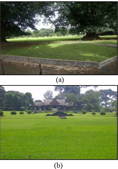 Gambar 7. (a) Rumput di Halaman Istana Bogor-Bogor Tengah. 