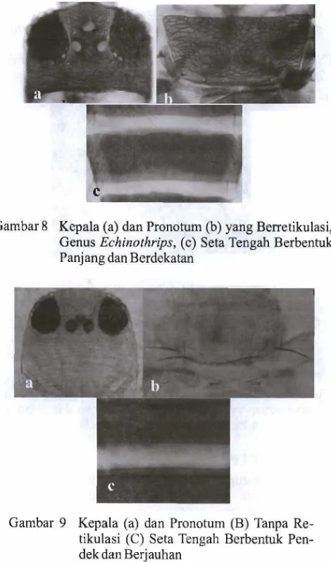 Gambar 8 Kepala (a) dan Pronoturn (b) yasg Berretikulasi, 