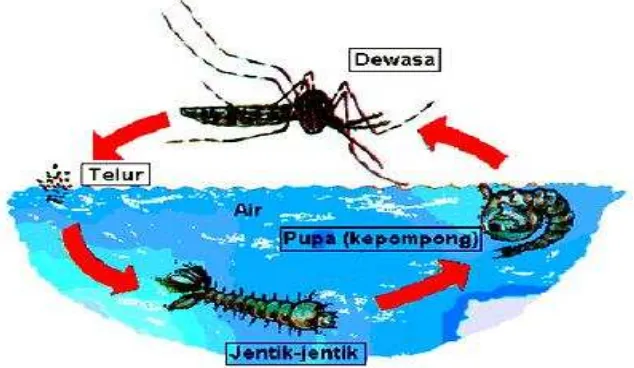 Gambar 1. Siklus Daur Hidup Nyamuk Anopheles aconitus. Nyamuk mengalami metamorfosis sempuna yaitu, telur-larva-pupa-dewasa