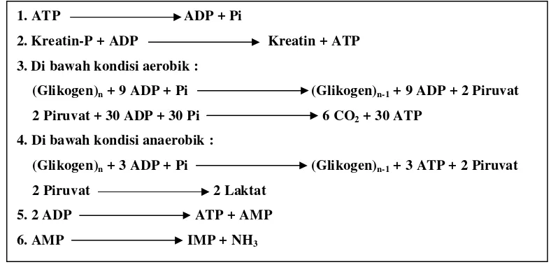 Gambar 1. Perubahan kimia dalam otot selama metabolisme aerobik atauanaerobik (Muchtadi dan Sugiyono, 1992)