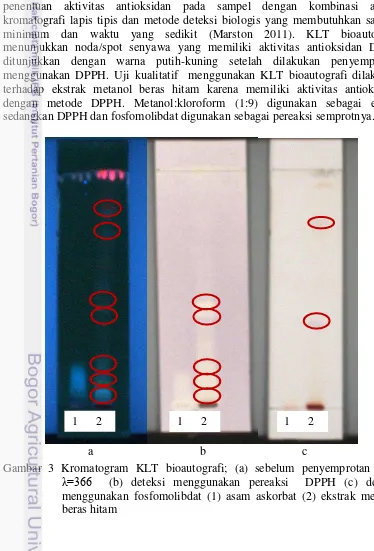 Gambar 3 Kromatogram KLT bioautografi; (a) sebelum penyemprotan pada 