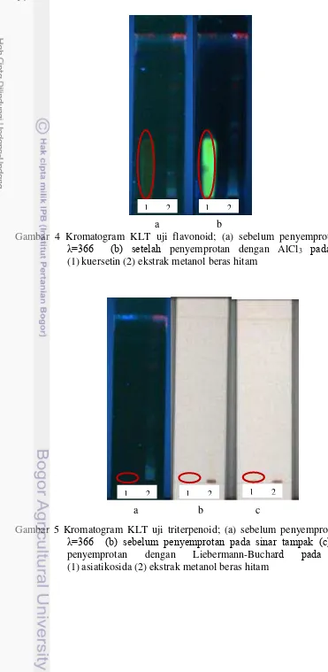 Gambar 5 Kromatogram KLT uji triterpenoid; (a) sebelum penyemprotan pada �=366  (b) sebelum penyemprotan pada sinar tampak (c) setelah penyemprotan dengan Liebermann-Buchard pada �=366                  (1) asiatikosida (2) ekstrak metanol beras hitam 