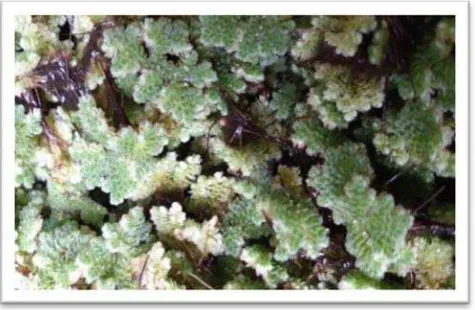 Gambar 2. Azolla pinnata 