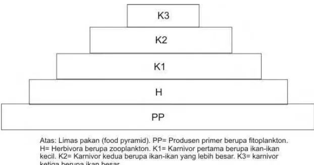 Gambar 3 Piramida makanan yang dimulai dari fitoplankton sebagai produsen primer di laut (Nontji,2005)