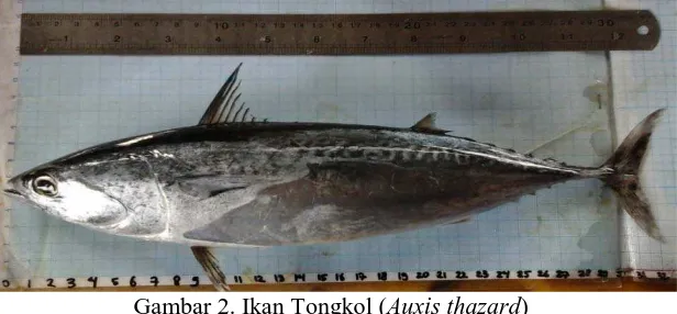 Gambar 2. Ikan Tongkol (Auxis thazard)   
