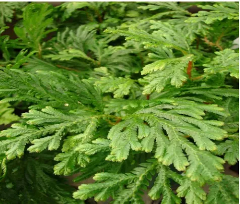 Gambar 2. Selaginella plana dari Kampus IPB Darmaga Bogor.