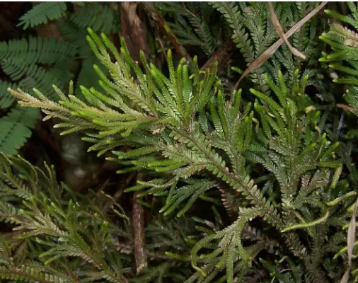 Gambar 3. Selaginella ornata dari Kebun Raya Cibodas Cianjur .