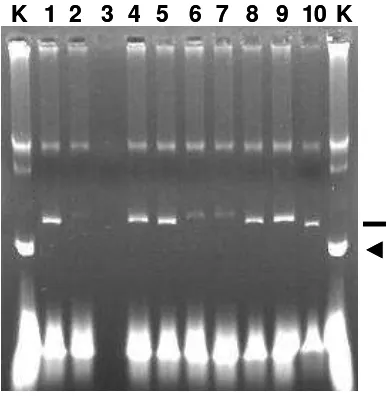 Gambar 1. Elektroforesis DNA hasil PCR kedua untuk purifikasi DNA (1) dan hasil purifikasinya dari gel agarosa (2)