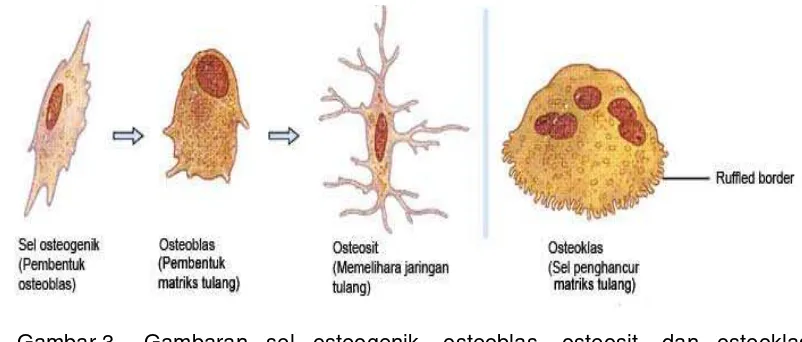 Gambar 3. Gambaran sel osteogenik, osteoblas, osteosit, dan osteoklas 