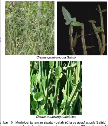 Gambar 10. Morfologi tanaman sipatah-patah (Cissus quadrangula Salisb)  dari Aceh dan Cissus quadrangularis Linn