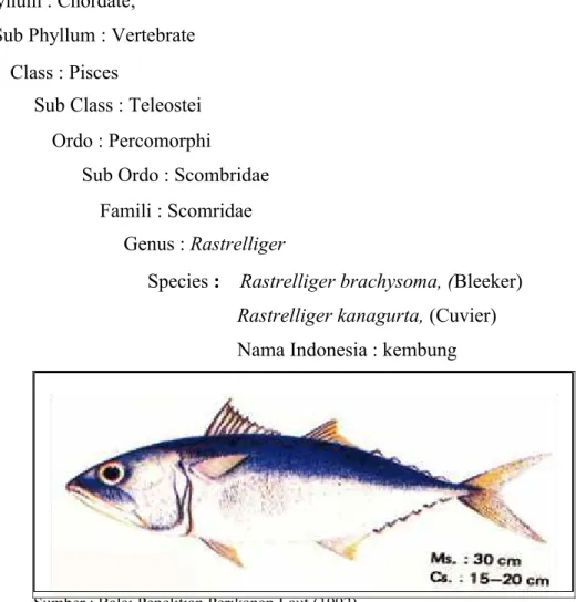 Gambar 2 Ikan kembung (Rastrelliger  sp)