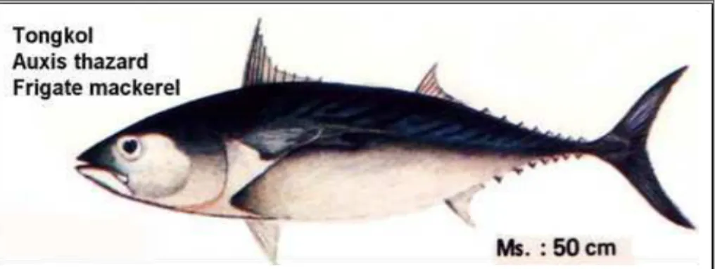Gambar 5 Ikan tongkol (Auxis sp)
