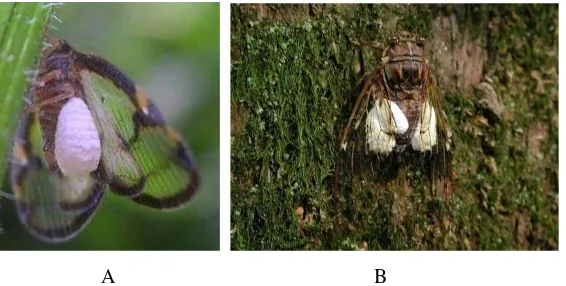 Gambar 2.3 Serangan larva Epipyropidae (A, famili Cicadellidae, dan B, famili Cicadidae, sumber Ishii 1990; Jeon et al