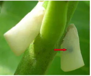 Gambar 3.3 Kerusakan tubuh WPM akibat serangan larva Epipyropidae   